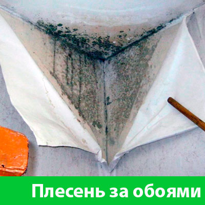 Удаление плесени в Железногорске