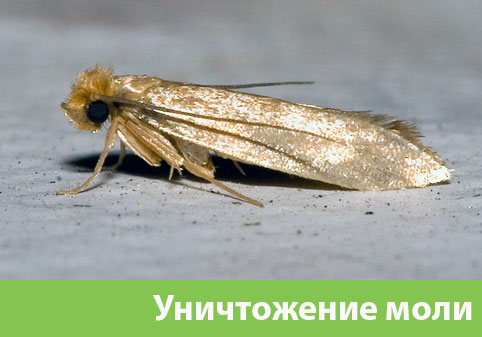 Уничтожение моли в городе Железногорск 