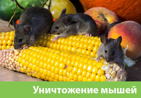 Уничтожение мышей в Железногорске